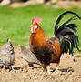 peahen和peacock的区别 peacock和peafowl的区别